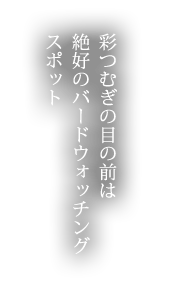 彩つむぎの目の前は絶好のバードウォッチングスポット