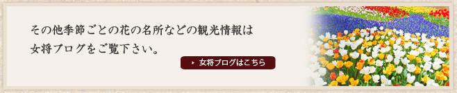 その他季節ごとの花の名所などの観光情報は女将ブログをご覧下さい。